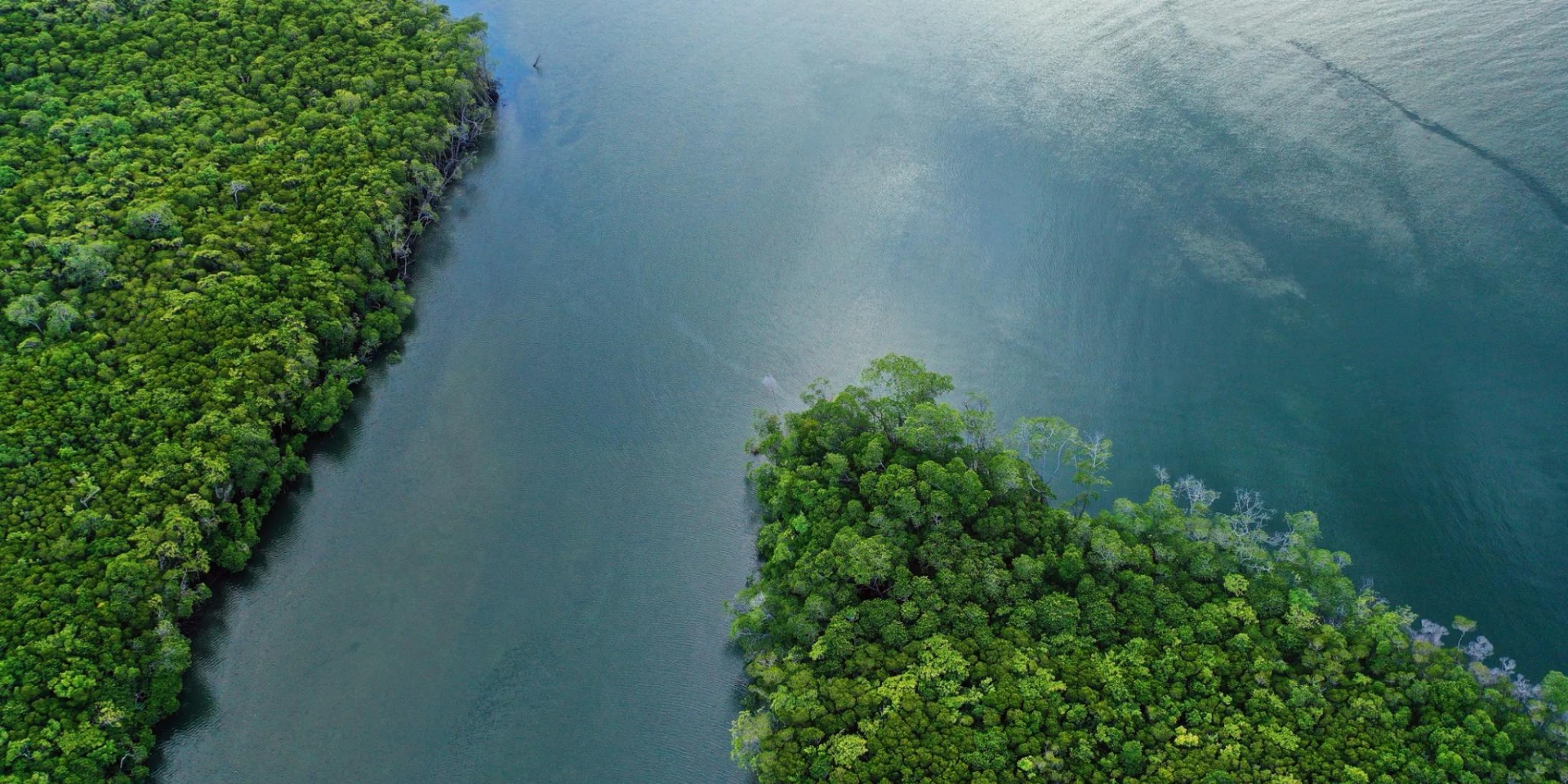 Aerial view of a lush green forest meeting a serene body of water, showcasing the contrast between land and sea